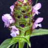 Fotografia 1 da espécie Prunella vulgaris do Jardim Botânico UTAD