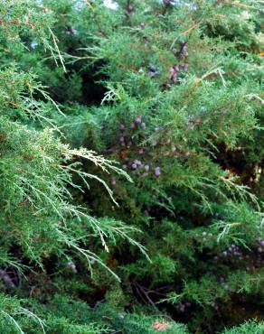 Fotografia 3 da espécie Cupressus arizonica no Jardim Botânico UTAD