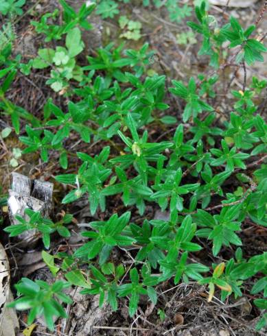 Fotografia de capa Helianthemum asperum - do Jardim Botânico