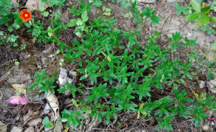 Fotografia da espécie Helianthemum asperum