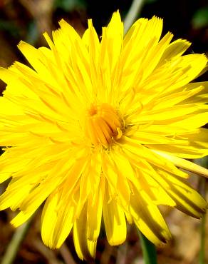 Fotografia 1 da espécie Hypochaeris radicata var. radicata no Jardim Botânico UTAD