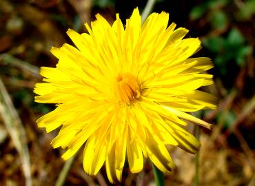 Fotografia da espécie Hypochaeris radicata var. radicata