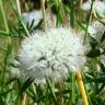 Fotografia 5 da espécie Mentha cervina do Jardim Botânico UTAD