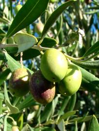 Fotografia da espécie Olea europaea subesp. europaea var. sylvestris