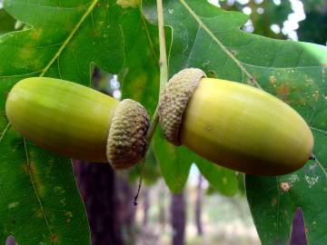 Fotografia da espécie Quercus robur