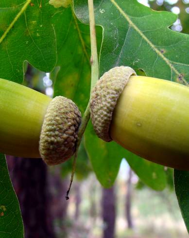 Fotografia de capa Quercus robur - do Jardim Botânico