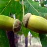 Fotografia 1 da espécie Quercus robur do Jardim Botânico UTAD