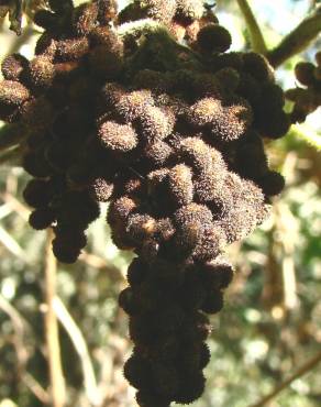 Fotografia 7 da espécie Rhus coriaria no Jardim Botânico UTAD