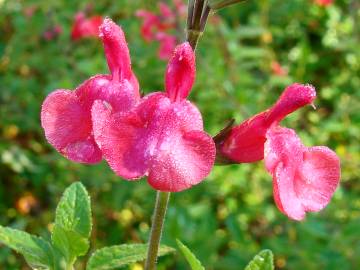 Fotografia da espécie Salvia coccinea