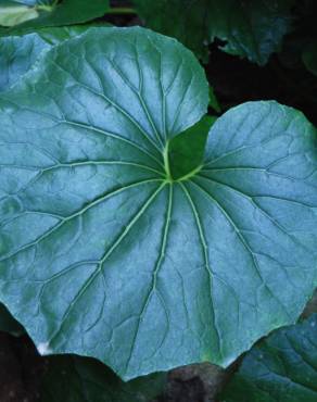 Fotografia 3 da espécie Farfugium japonicum no Jardim Botânico UTAD