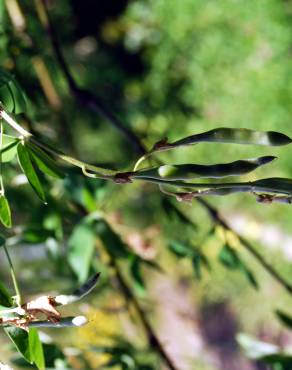 Fotografia 3 da espécie Laburnum x watereri no Jardim Botânico UTAD