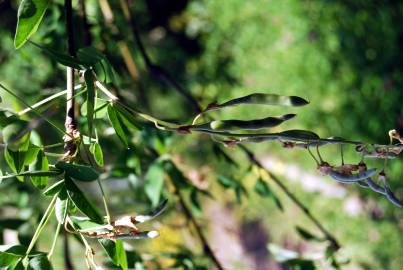 Fotografia da espécie Laburnum x watereri