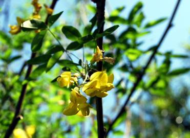 Fotografia da espécie Laburnum x watereri