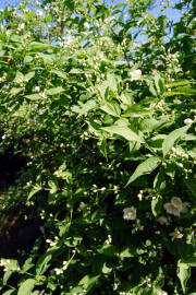 Fotografia da espécie Philadelphus coronarius