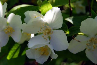 Fotografia da espécie Philadelphus coronarius