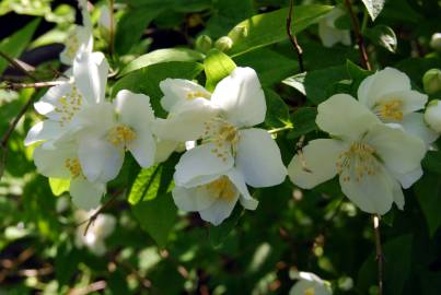 Fotografia da espécie Philadelphus coronarius