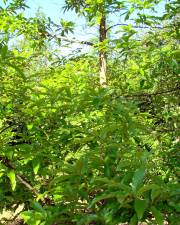 Fotografia da espécie Quercus castaneifolia