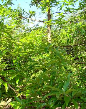 Fotografia 1 da espécie Quercus castaneifolia no Jardim Botânico UTAD