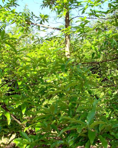 Fotografia de capa Quercus castaneifolia - do Jardim Botânico