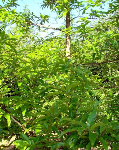 Fotografia de capa Quercus castaneifolia - do Jardim Botânico