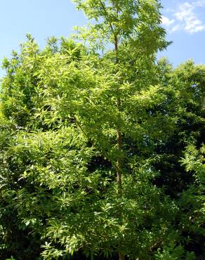 Fotografia 3 da espécie Quercus castaneifolia no Jardim Botânico UTAD