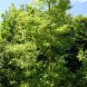 Fotografia 3 da espécie Quercus castaneifolia do Jardim Botânico UTAD