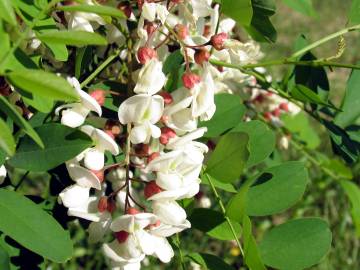 Fotografia da espécie Robinia pseudoacacia