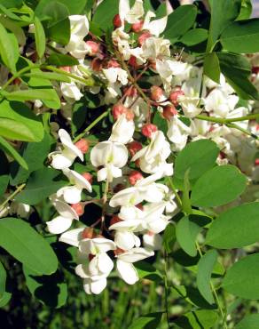 Fotografia 1 da espécie Robinia pseudoacacia no Jardim Botânico UTAD