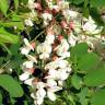 Fotografia 1 da espécie Robinia pseudoacacia do Jardim Botânico UTAD