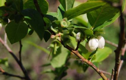 Fotografia da espécie Vaccinium corymbosum