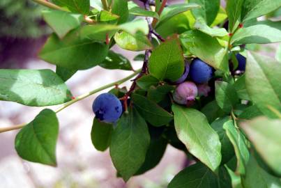 Fotografia da espécie Vaccinium corymbosum