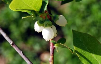 Fotografia da espécie Vaccinium corymbosum