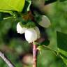 Fotografia 5 da espécie Vaccinium corymbosum do Jardim Botânico UTAD