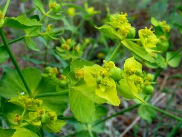 Fotografia da espécie Euphorbia serrata
