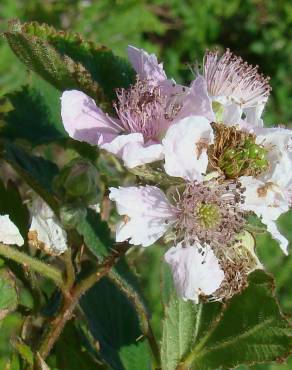 Fotografia 1 da espécie Rubus sampaioanus no Jardim Botânico UTAD