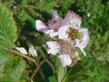 Fotografia da espécie Rubus sampaioanus