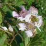Fotografia 1 da espécie Rubus sampaioanus do Jardim Botânico UTAD