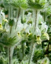 Fotografia da espécie Sideritis hirsuta