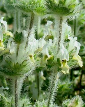 Fotografia 1 da espécie Sideritis hirsuta subesp. hirsuta no Jardim Botânico UTAD