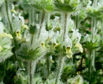 Fotografia da espécie Sideritis hirsuta subesp. hirsuta