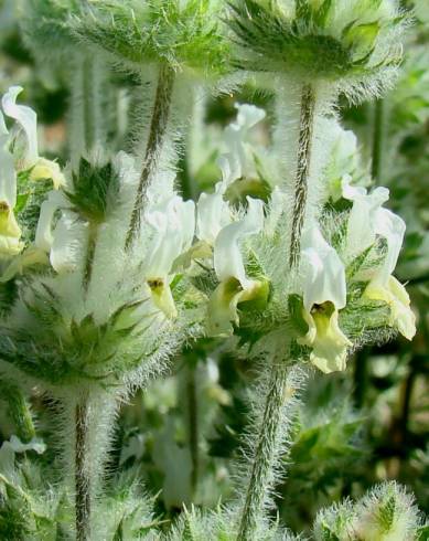 Fotografia de capa Sideritis hirsuta subesp. hirsuta - do Jardim Botânico