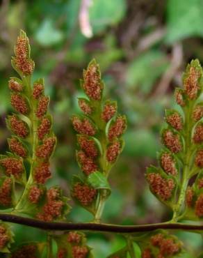 Fotografia 1 da espécie Asplenium obovatum subesp. billotii no Jardim Botânico UTAD