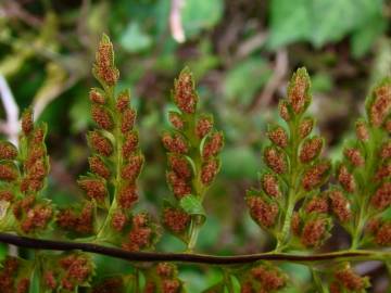 Fotografia da espécie Asplenium obovatum subesp. billotii