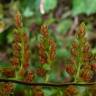 Fotografia 1 da espécie Asplenium obovatum subesp. billotii do Jardim Botânico UTAD