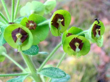 Fotografia da espécie Euphorbia characias subesp. characias