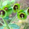 Fotografia 2 da espécie Euphorbia characias subesp. characias do Jardim Botânico UTAD