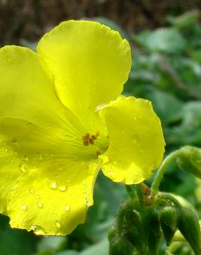 Fotografia 1 da espécie Oxalis pes-caprae no Jardim Botânico UTAD