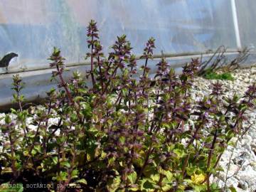 Fotografia da espécie Stachys arvensis