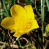 Fotografia 4 da espécie Ranunculus ollissiponensis subesp. ollissiponensis do Jardim Botânico UTAD