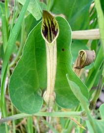 Fotografia da espécie Aristolochia paucinervis